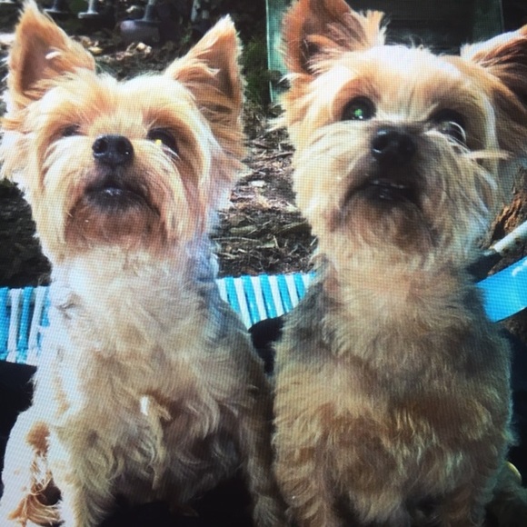 🎀Meet your Posher🎀 - Picture 5 of 8